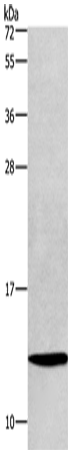 HINT1