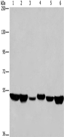 HNRNPH1