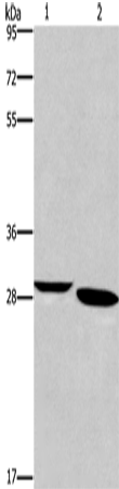 NRG1