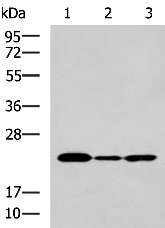IL19