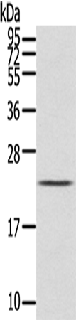 IL31