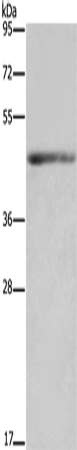 IL5RA
