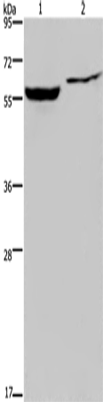 IMPDH1