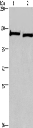IPO9