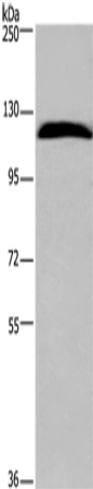 IPO7