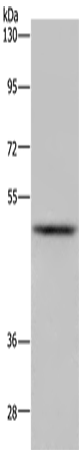 IRF4