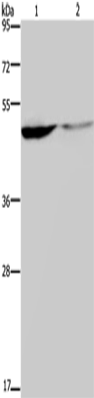KCNK9