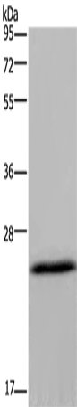 KCNMB4