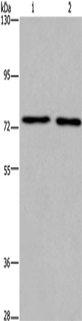 KCNQ4