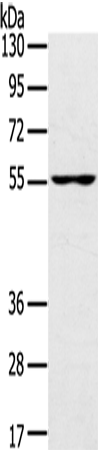 UBP1