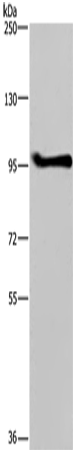 LLGL1