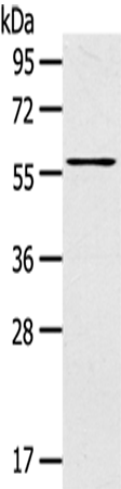 LPP