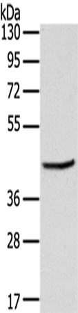 MAGEB3