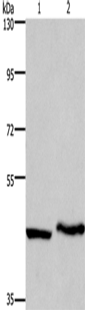 MCHR1