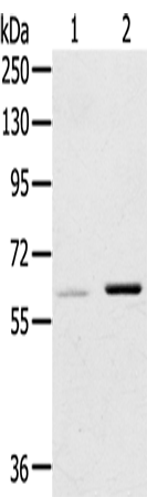 ME1