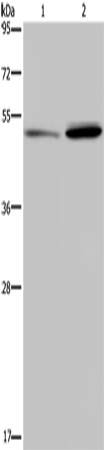 MMP20