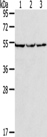 MMP23B