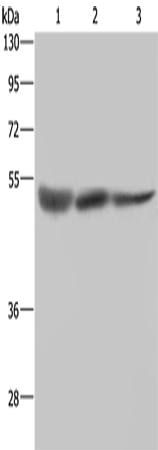 STK26
