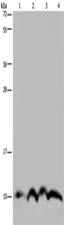 NDUFA4