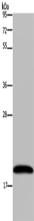 NDUFA8