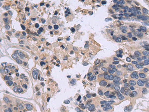 NUCB2