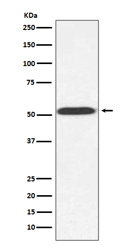 alpha Tubulin（yeast）