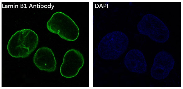 Rabbit Monoclonal to Lamin B1