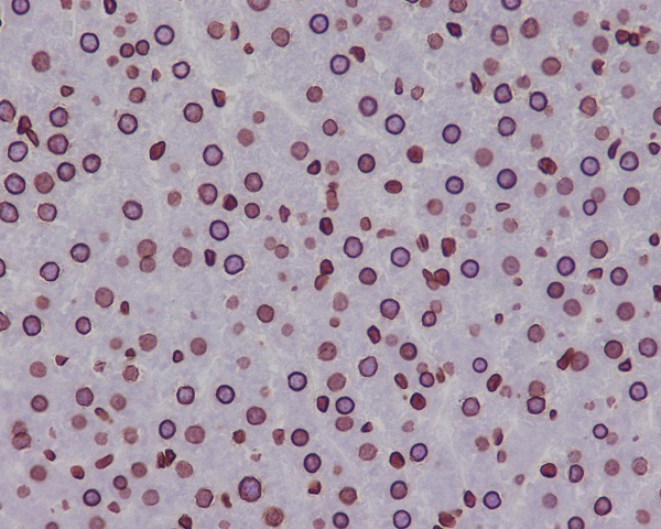Rabbit Monoclonal to Lamin B1