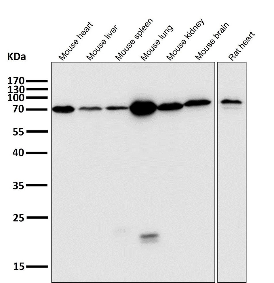 Rabbit Monoclonal to Lamin B1