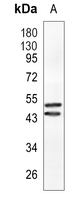CLP1