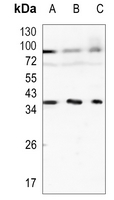 KLRG1