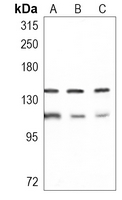 PHF8