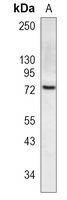 HSPA12A