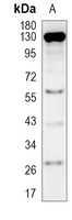 SRD5A2