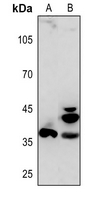 APAF1
