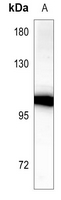 CDH18