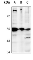 GPR25