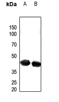 ECI2