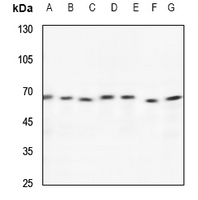 CCT8