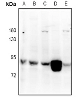 RGL1