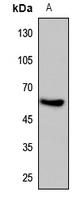 HIF3A