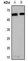 OPN4