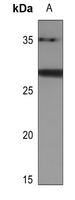 BATF2