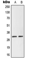 NEURL2