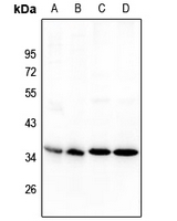 NANOGP8