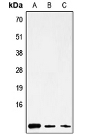 MT-ATP8