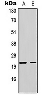 MRPL17