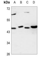 CEP41