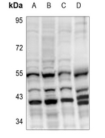 CYP27C1