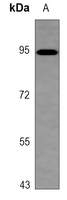 ITIH3